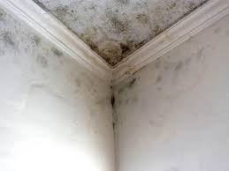 Reliable John Day, OR Mold Removal Services Solutions